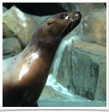 Harbor Seal - Curious